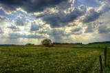 Dandelion Field