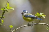 Blue Tit