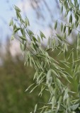 Ripening Oats