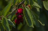 Neighbors Cherries