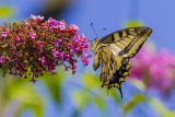 Swallowtail 