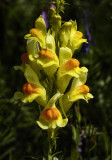 Common Toadflax