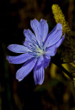 Common Chicory