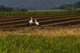 White Storks 