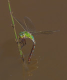 Emporer Dragonfly Female