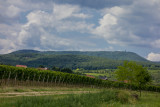 Vineyard Summer Look