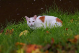 Autumn Kitty