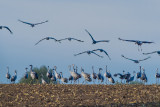 Crane feeding 