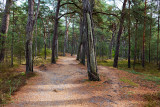 Darss Forest