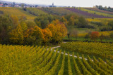 Vineyard late October
