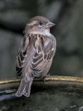 House Sparrow 