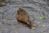 Female Mullard 