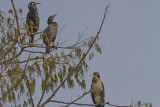 Cormorans