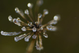 Ice Brooch