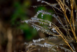 Icy Bush