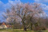 First Tree in Bloom