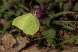 The First Brimstone 