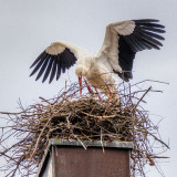 Love on the Church Roof 