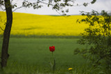 Wild Tulip