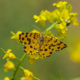 Speckled Yellow Moth