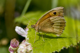 Small Heath