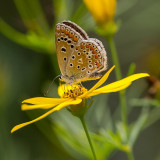 Silver Studded Blue