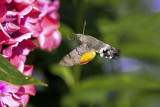 Hummingbird-Hawkmoth on Phlox