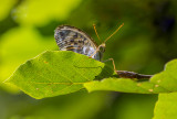 Queen of Spain Fritillary