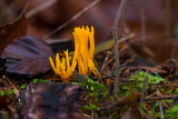 Yellow Staghorn Fungus