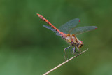 Common  Darter 