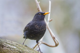 Common Blackbird/Turdus merula/Amsel 