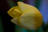 Tulip Inside