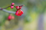 New Quince Blossoms