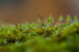 Micro World