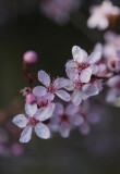 Pink Blossoms