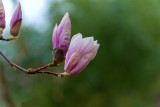 Japanese Magnolia 