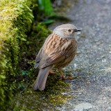 Dunnock