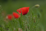 Is Poppy Time Again