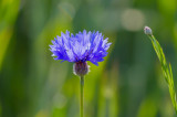 Cornflower