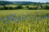 Cornflowers in the Wheat