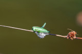 Little Grasshopper 