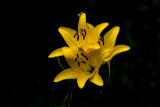 Wet Lilies