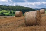 Harvest Time