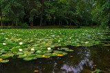 Lily Pond 