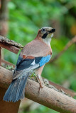 Eurasian Jay