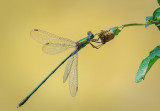 Emerald Damselfly 