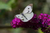 Large Cabbage White 