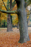 Lost in the Leaves