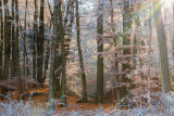 Frosted Forest