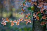 Frosty Beech Leaves